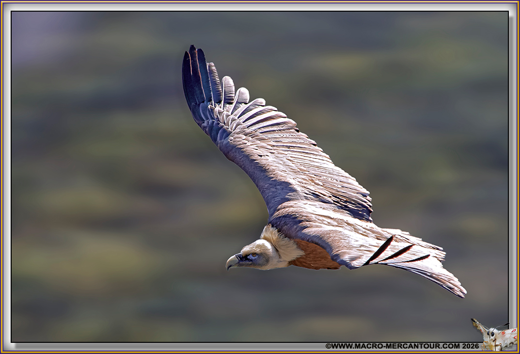 VAUTOUR fauve